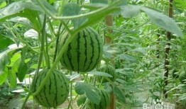 康定吃瓜事件,一场网络舆论的风暴与反思