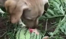 晚上瓜地里吃瓜,瓜地里的美味时光