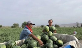 中海城吃瓜,吃瓜群众揭秘社区生活百态