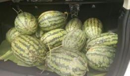 灵韵真人吃瓜,揭秘娱乐圈幕后风云