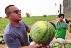 吃瓜网友特效图片,趣味横生，笑料百出