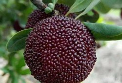 灵韵真人吃瓜,揭秘娱乐圈幕后风云