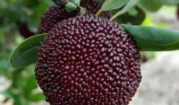 灵韵真人吃瓜,揭秘娱乐圈幕后风云