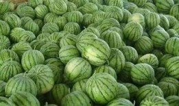 晚上瓜地里吃瓜,瓜地里的美味时光