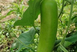 晚上瓜地里吃瓜,瓜地里的美味时光