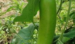 晚上瓜地里吃瓜,瓜地里的美味时光