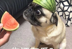 齐齐吃瓜视频,揭秘网络热门视频背后的故事