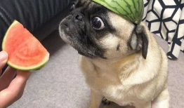 齐齐吃瓜视频,揭秘网络热门视频背后的故事