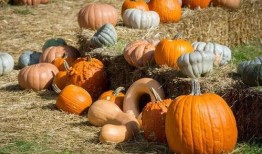 吃月华的瓜,探寻古老传说中的神秘果实