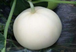 小猫可以吃梨瓜不,小猫的梨瓜美食之旅