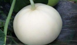 小猫可以吃梨瓜不,小猫的梨瓜美食之旅