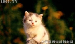 小猫可以吃梨瓜不,小猫的梨瓜美食之旅