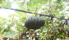 吃月华的瓜,探寻古老传说中的神秘果实