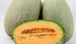 豆豆吃哈密瓜,豆豆的哈密瓜美食之旅