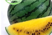 网友吃的全是好瓜,网友尽享美味佳肴